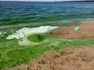 BLUE-GREEN ALGAE: THE GOOD, THE BAD, AND THE UGLY | Common Science Space