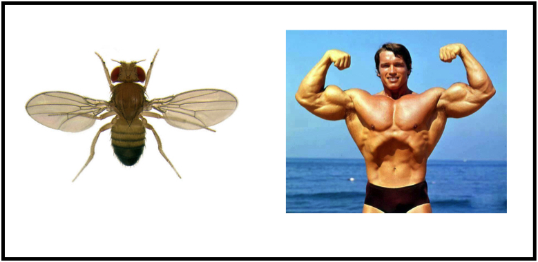 The fruit fly and Arnold Schwarzenegger have similar genes that regulate circadian rhythm