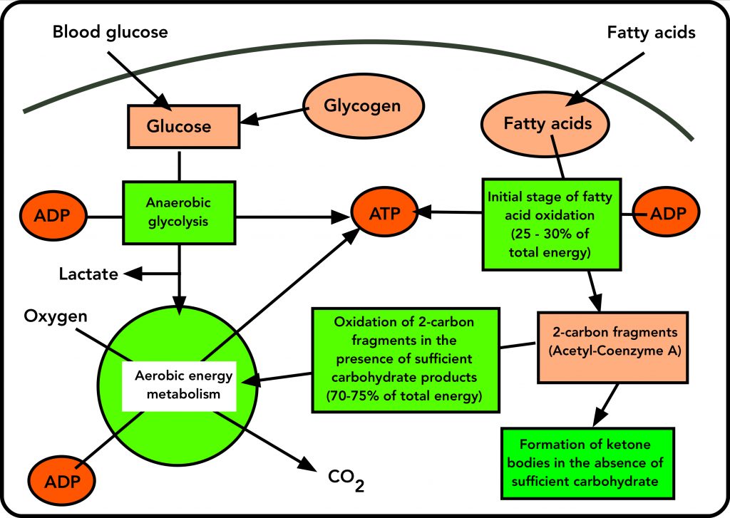 Energy metabolism from carbohydrate and fat