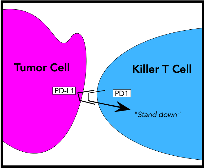 Inactivation of Killer T cell
