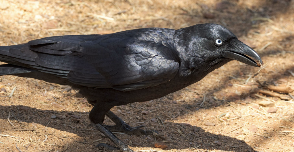 crow